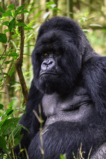 7K views · 123 reactions | This World Wildlife Day, we celebrate...