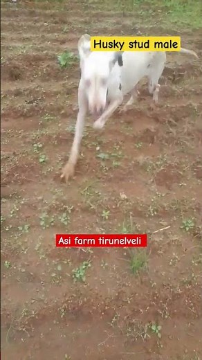 husky stud male# great dane #husky mating