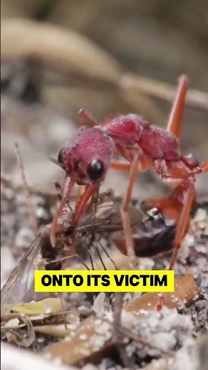 🔥 World's Deadliest Ant: Can Kill a Human in 15 Minutes! 🐜💀 #facts #wildliferescue