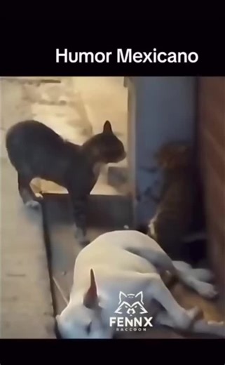 Videos de LOS MEJORES EDITS 🗣️ (@kermit_885) con “sonido original - LOS MEJORES EDITS 🗣️”