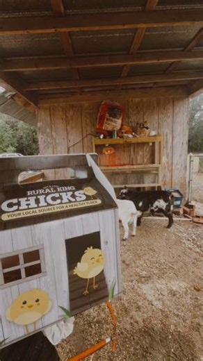 Fluff, feathers, and fun—Chick Days have begun! 🐥 It’s time to bring home some new peeps! Whether you’re a first-time chicken keeper or a seasoned pro, Rural King has everything you need to start your flock strong. 💪 https://ow.ly/3Lxz50V8pk6 Swing by now through 3/27! Video: @coachnelly_ | Rural King
