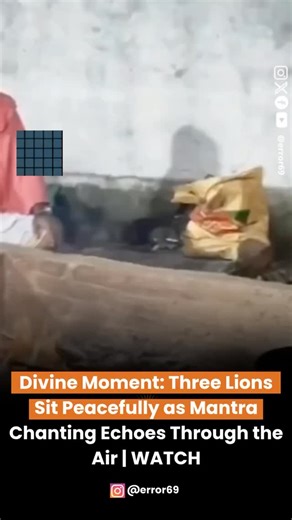 Error 69 on Instagram: "A captivating video has gone viral showing three lions sitting quietly, appearing deeply calm as sacred mantras play in the background. The powerful scene radiates peace and divinity, stunning viewers across social media. People are calling it a “spiritual connection beyond species,” as the lions’ composed behavior reflects a rare harmony between nature and devotion. The rhythmic chanting seems to create a soothing atmosphere, mesmerizing both the animals and the audience