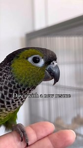 35K views · 2.2K reactions | Om is a 5 year old black-capped conure...