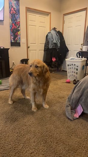 Emotional Golden Retriever Cries When Dad Takes Toy