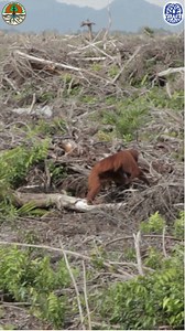 Will anybody help the orangutans in our care? The plight of the species has reached a critical stage. Since 2009 we have been dedicated to the rescue, rehabilitation and release of orangutans, saving hundreds of lives! But sadly, last year we were under our fundraising target by $83,726. Although, we still managed to fund our projects, the thought of cutting back and losing all this progress worries us! What could this mean in the future for suffering orangutans in need? Donate to our Shortfall 