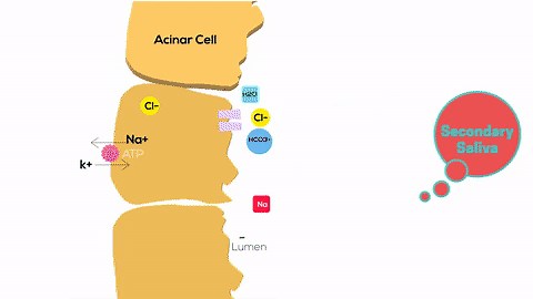 Production and Secretion of Saliva | Physiology Animation Video | V-Learning™ on Make a GIF