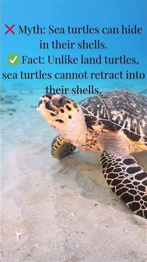 Myth VS Fact.