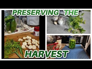 The Best Crunchy Dill Pickles We’ve Ever Had | Easy Old-Fashioned Recipe!
