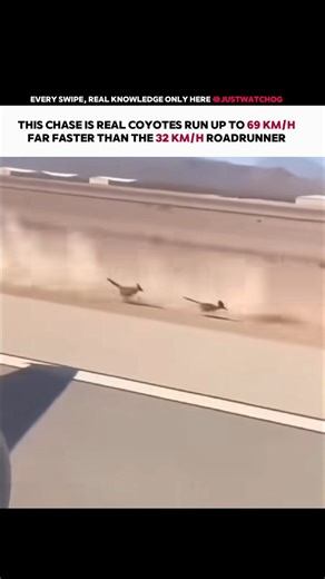 JustWatch on Instagram: "Follow @jsutwatchog for clear, accurate wildlife explanations and real animal behavior broken down so you actually understand what’s happening in each video In this chase, the coyote isn’t relying on luck its body is built for high-speed endurance. A healthy coyote can sprint 56–69 km/h, powered by long legs, flexible spines, and a lightweight frame The roadrunner, on the other hand, reaches about 32 km/h, which is fast for a bird that prefers running over flying. Its su