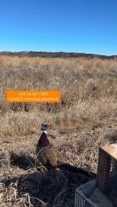 1.6K views · 701 reactions | restocking Iowa’s grasslands #midwest #grasslands #wildlife #pheasant #gamefarm | Ingalls Pheasants & Fowl | Facebook