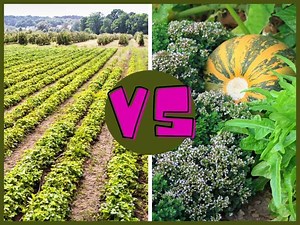 Monoculture Vs. Permaculture: What's The Difference? - The Small Town Homestead
