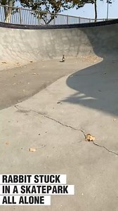 Rabbit Stuck In Skate Park!😅 | Animal Lovers