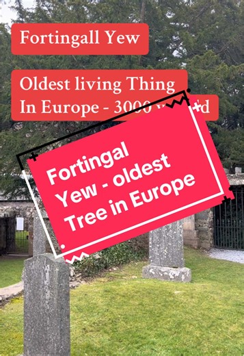 Discover the Ancient Fortingall Yew in Scotland