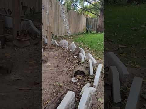 Counting Baby Chipmunks, Or Trying Anyways! #cute