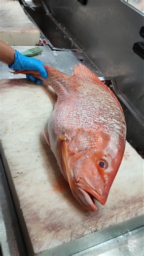 Red Snapper Fish cleening and cutting skills#skills #fish #viral #shorts #youtube