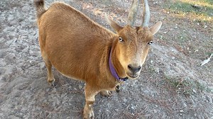 33K views · 4.1K reactions | Flip-flop Farmer on Reels | Facebook