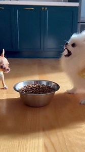 Small Dogs Bark Nonstop While Big Dog Eats #DogFoodTime #FunnyPets #PetComedy | Scarlett Hayes