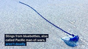 5K views · 15 comments | Thousands stung in Australian jellyfish...