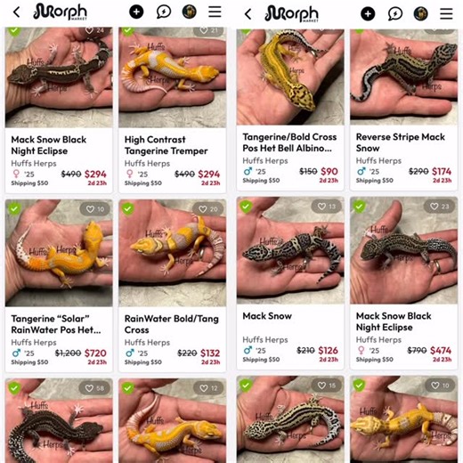 Huff’s Herps on Instagram: "FLASH SALE!!!! ALL of our Leopard Geckos are currently 40% OFF!!! This is your chance to grab some awesome genetics at great prices!!! #huffsherps #flashsale #leopardgeckosofinstagram"