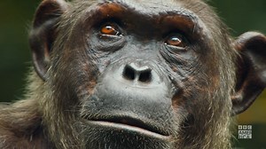 Twenty years after Life of Mammals, it's time to revisit the most successful animal group in the world. #Mammals, narrated by Sir David Attenborough, premieres July 13 on BBC America and AMC . | BBC America