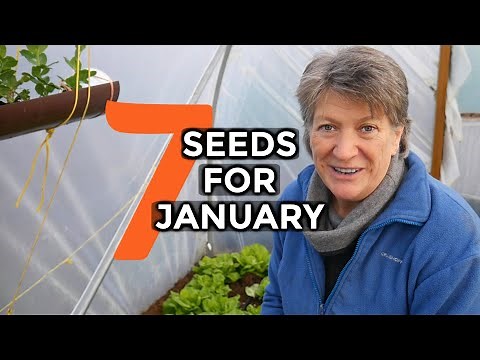 What to sow in JANUARY | 7 Easy To Grow Crops