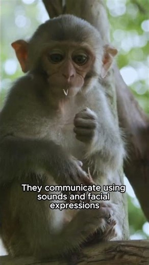 Monkeys Use Tools Like Humans 🐒