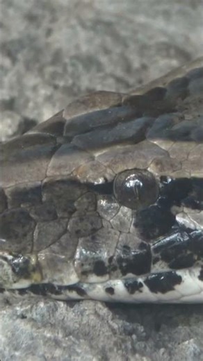 An African rock python with its eyes wide open and its body completely motionless (Ueno Zoo)