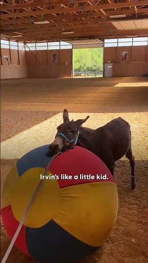 Rescued Donkey Is Completely Infatuated With His Dad | The Dodo