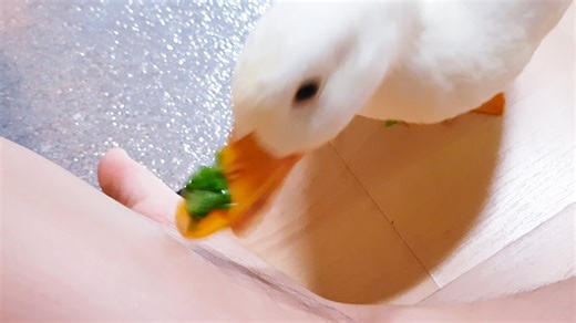 This duck wants a bath after its meal.