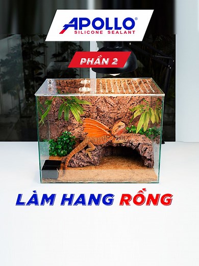 Apollo Silicone trên TikTok