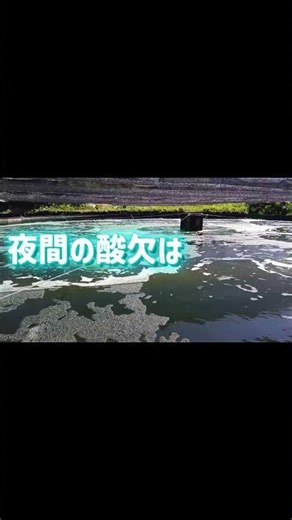 『エアホース類は酸素上昇に効果が無いの？②』#養殖 #水産業 #酸素供給 #中島物産 #エアホース