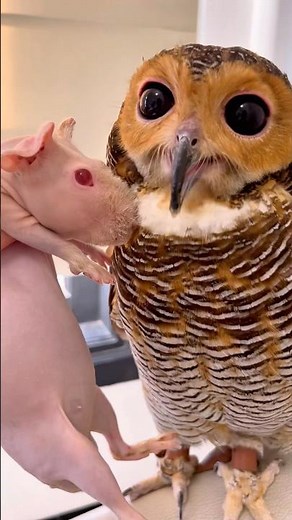Are Owls Friends with Pigs?!😱😨