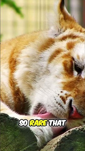 Rare Golden Tiger 🐅 Facts That Will Amaze You! ✨