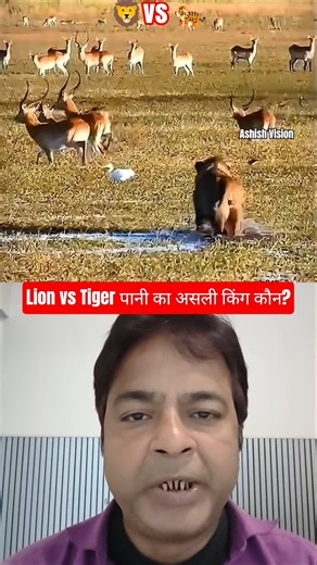 Lion vs Tiger Hunting 🦁🐯| Who is the real king in water? | wildlife shorts | #shorts #wildlife #y...