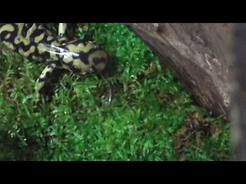 Tiger Salamander Eating