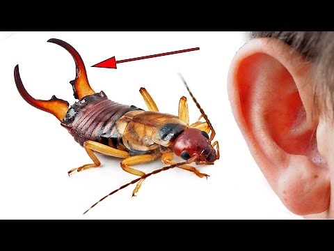 What do earwigs really do with these pliers?