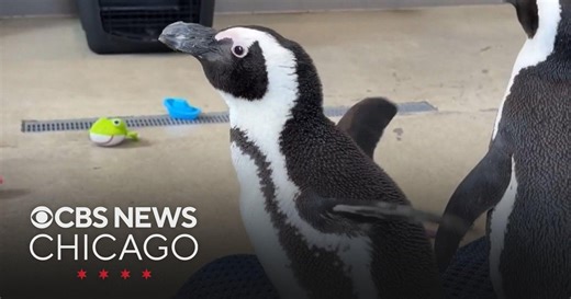 Penguins, other zoo animals stay inside to keep warm during frigid weather