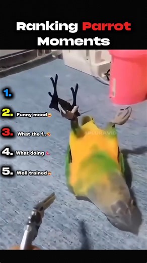 Rangking The Best Parrot Moments #funny #memes #parrot #shorts