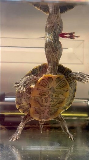 You Won’t Believe This Dancing 🐢turtle