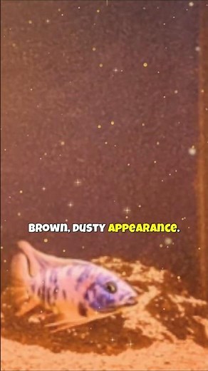 Brown Algae 🐠 What is Diatom Algae?