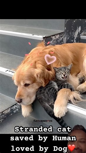 Cat saved & loved by Dog #cat #respect