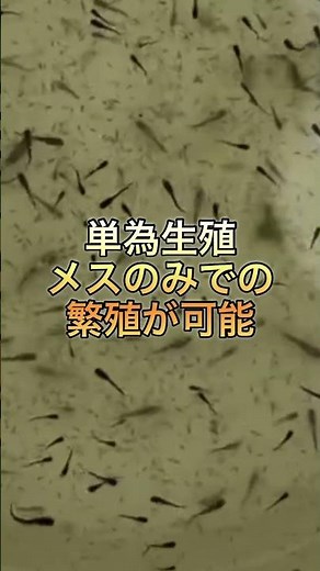 増やす前に見てほしいミジンコの基礎知識！ #daphnia #livefood #aquaculture #ミジンコ初心者 #タマミジンコ