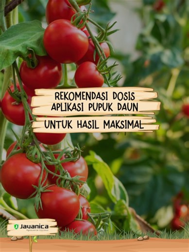 hallo sobat tani👋 ini dia rekomendasi aplikasi pupuk daun untuk tanaman #fyp #trending #viral #javanicaagroscienceindonesia #petaniindonesia🇮🇩🇮🇩🇮🇩🌿🌿