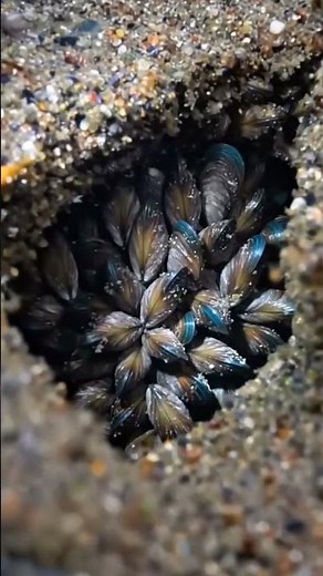 Scientific Micro-Journey: Life Inside a Mussel Colony 🐚🔬 | AI Field Experiment