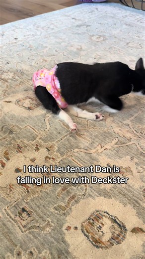 Lieutenant Dan’s First Crush: Deckster’s Playful Wooing