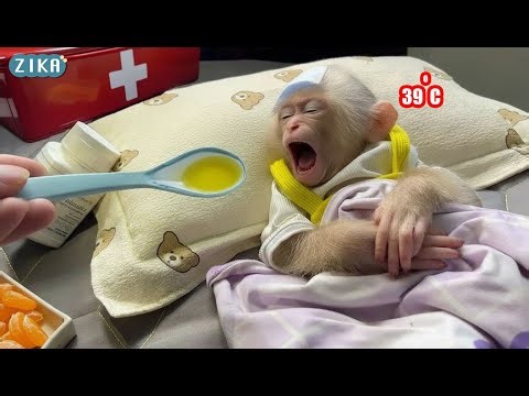 OMG!!! Zika is sick and has a high fever, what should I do???