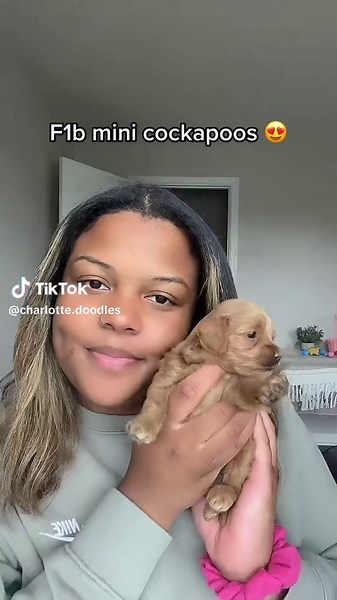 All reserved ❤️ #cockapoo #cockapoopuppy #puppies #puppiesofinstagram #dogbreeders #cockapoolife #cockapooclub #cockapoopuppies #doodlespuppies #doodles #dogsofcharlotte #doodlesofcharlotte #charlottenc #doodlesofnyc #doodlebreeder #goldendoodle #minigoldendoodle #minigoldendoodles #minigoldendoodlesofinstagram #goldendoodles #goldendoodlesofinstagram #atlanta #uncc #f1bcockapoo #f1bgoldendoodle #f1bminigoldendoodle#cockapoosofinstagram #f1cockapoo #cockapoopup