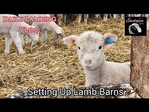 Setting Up Lamb Barns