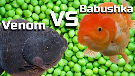 Epic Goldfish Pea Eating Battle: Venom’s Cheating Caught!