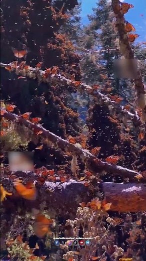 Michoacán: El espectáculo de la Mariposa Monarca